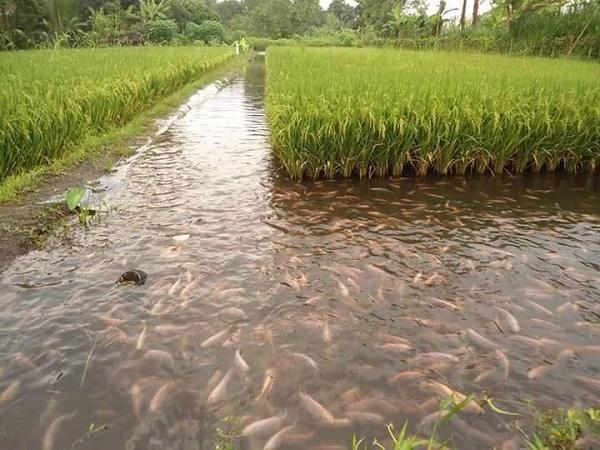 NT-Kỹ thuật nuôi cá trong ruộng lúa