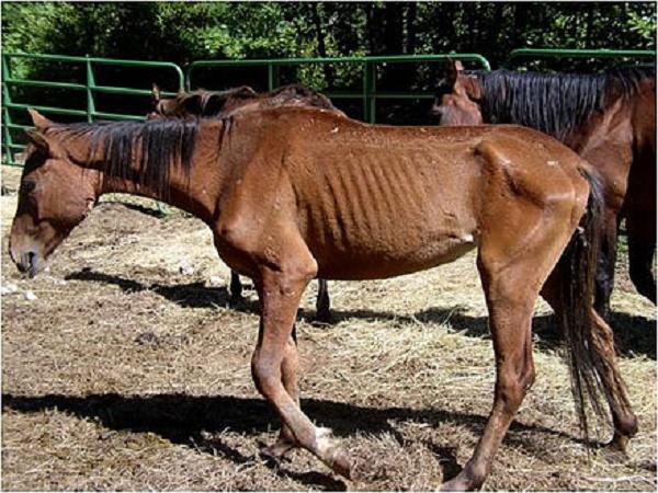 CB-Phòng trị bệnh giun đũa trên ngựa