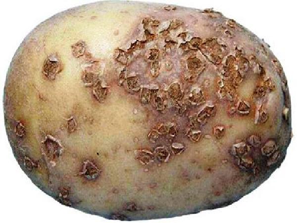 SB-Bệnh ghẻ sao khoai tây và biện pháp phòng trừ