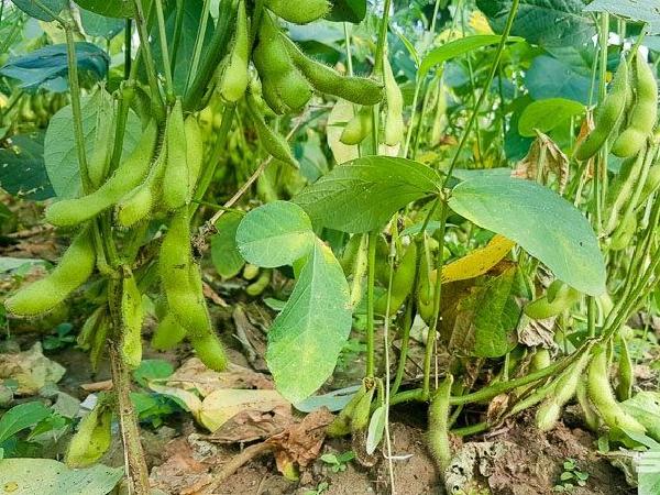 CS-Một số lưu ý khi trồng đậu nành rau để đạt hiệu quả cao