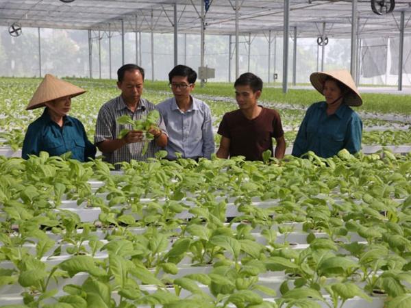 Hà Nội: Hiệu quả từ nông nghiệp công nghệ cao