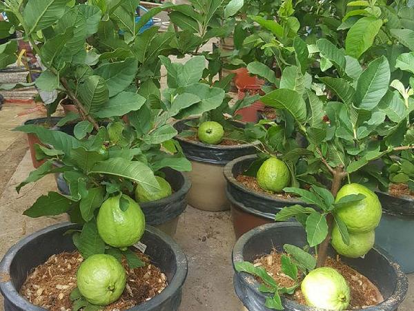 CS-Kỹ thuật trồng ổi trong chậu cho nhiều trái, ít tốn công chăm sóc