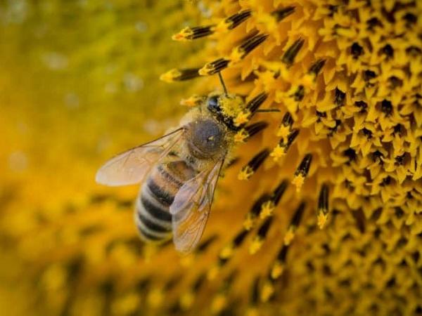 N-Hướng dẫn lựa chọn địa điểm trại nuôi ong cố định