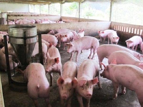 Những chính sách hỗ trợ tái đàn lợn người chăn nuôi cần biết