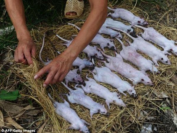 Nghiên cứu tại Việt Nam: ăn thịt chuột đồng, tê tê làm tăng nguy cơ nhiễm Corona