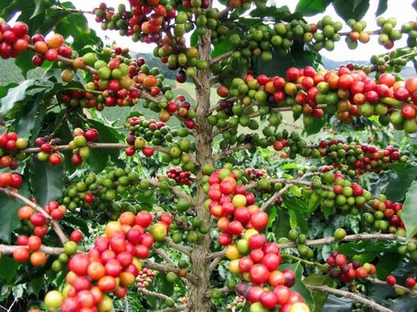 Giá cà phê hôm nay 3/8: Tăng 100 – 200 đồng/kg, nhiều tin vui cho dân trồng cà phê
