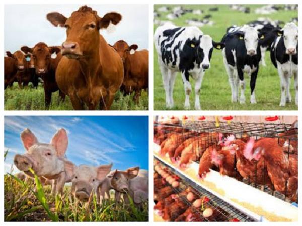 Cảnh báo mới đối với ngành chăn nuôi nước ta: Đừng để thua ngay trên “sân nhà”