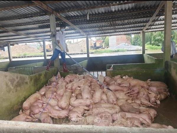 Xót xa đàn lợn chưa kịp nhập chuồng đã chết vì dịch tả lợn châu Phi