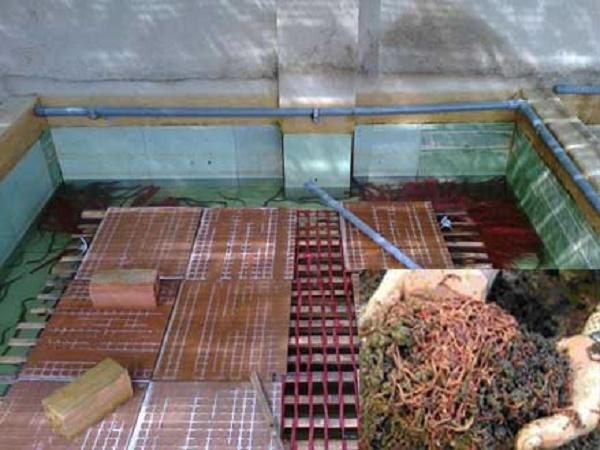 NT-Kỹ thuật nuôi lươn tại nhà hiệu quả