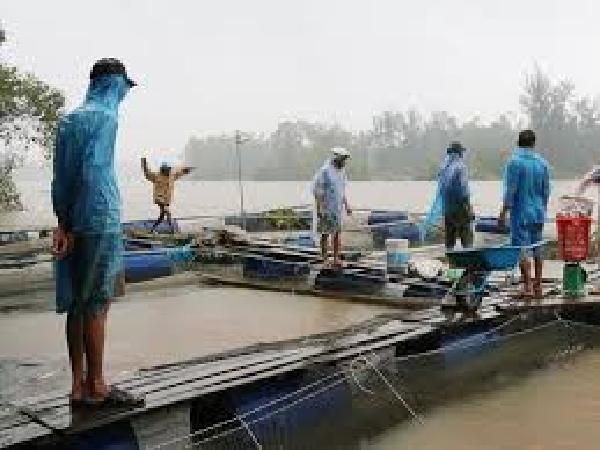 Nuôi cá mùa mưa bão: Sự cố và cách ứng phó