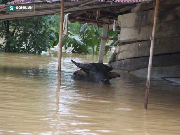 Công văn hỏa tốc hỗ trợ người dân bị ảnh hưởng lũ lụt