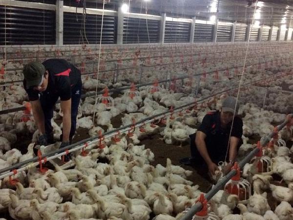 Thịt nhập khẩu ồ ạt tràn vào, ngành chăn nuôi gà trong nước sẽ “chết”?