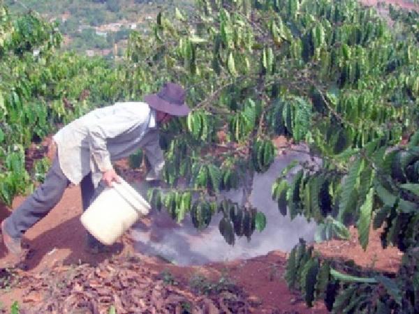 CS-Những lưu ý khi bón phân cho cây cà phê mùa khô