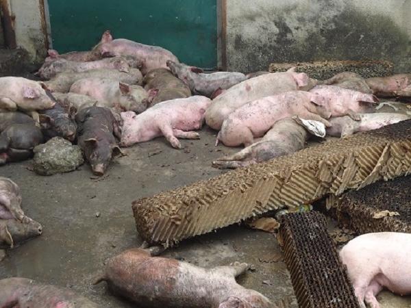 Cháy trang trại nuôi lợn, chủ trại đối mặt với nợ nần vì thiệt hại tiền tỷ