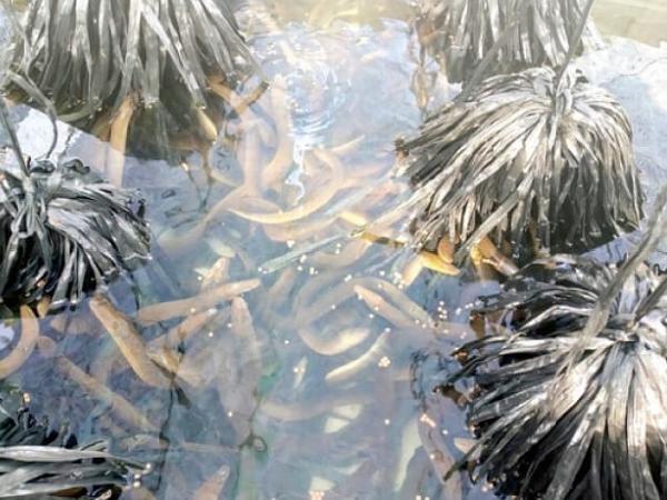NT-Kỹ thuật nuôi lươn không bùn bằng thức ăn viên thu lợi nhuận cao