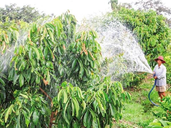 CS-Bí quyết bảo vệ vườn cây ăn trái mùa nắng nóng