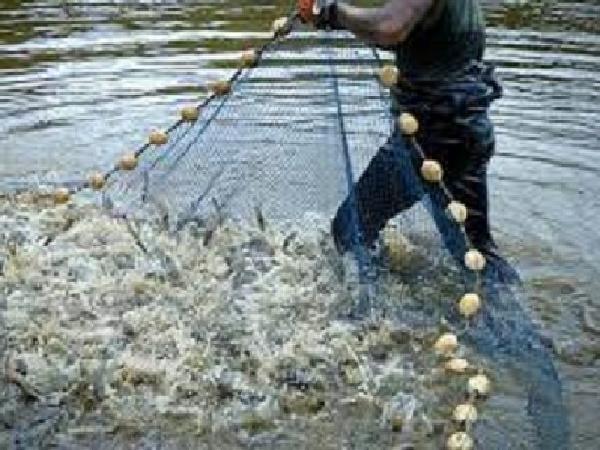 Cảnh báo nóng về việc nuôi tôm thẻ chân trắng trong vùng nước ngọt