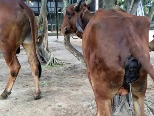CB-Điều trị viêm tử cung cho bò hiệu quả bằng phương pháp mới