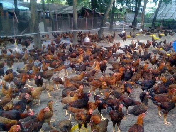 Vi phạm khi làm trang trại chăn nuôi gà, bị phạt hơn 400 triệu đồng