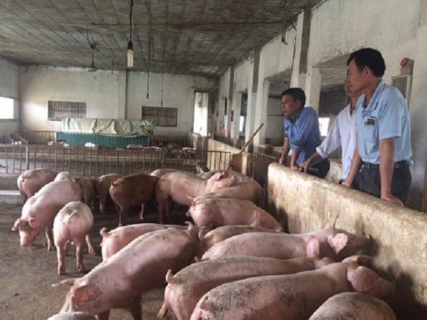 Bộ ba biện pháp phòng chống dịch tả lợn Châu Phi, tin vui cho nông dân