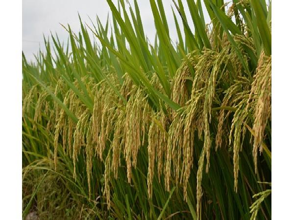 CS-Giống lúa siêu năng suất, chống sâu bệnh cực đỉnh làm nức lòng nông dân