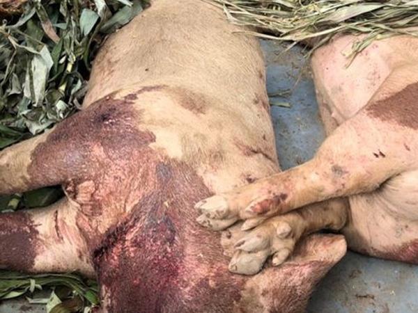 Địa chỉ cơ sở giết mổ lợn bệnh, lợn chết bị phạt nhiều lần nhưng vẫn tái phạm