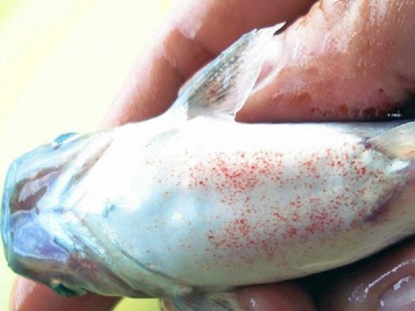 CB-Phòng trị bệnh do vi khuẩn trên cá nuôi lồng bè