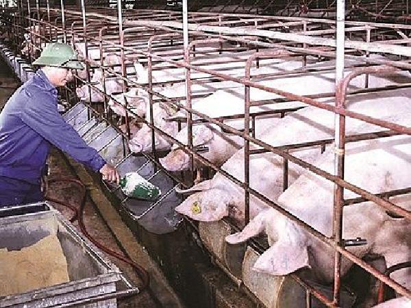 Dự báo giá lợn hơi sẽ giảm, giá gia cầm tiếp tục tăng cao trong tháng 7