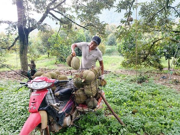 Dán tem cho sầu riêng Đạ Huoai giúp nâng cao giá trị nông sản