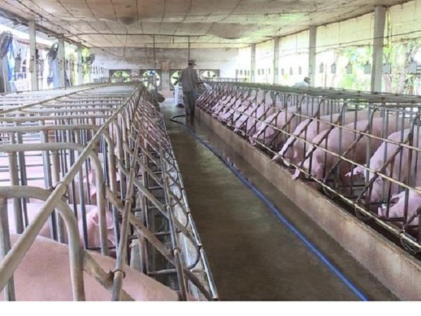 Chăn nuôi lợn 4.0: Tăng lợi nhuận từ 5-6 triệu/con nái, giảm chi phí