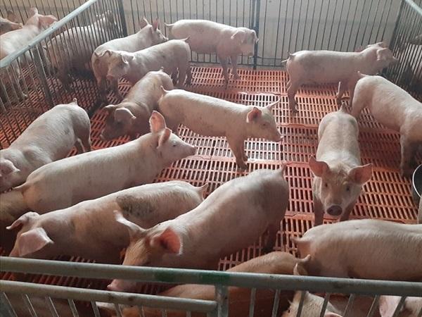 BÁO ĐỘNG: Giá lợn hơi xuống 25.000đ/kg, người chăn nuôi phá sản