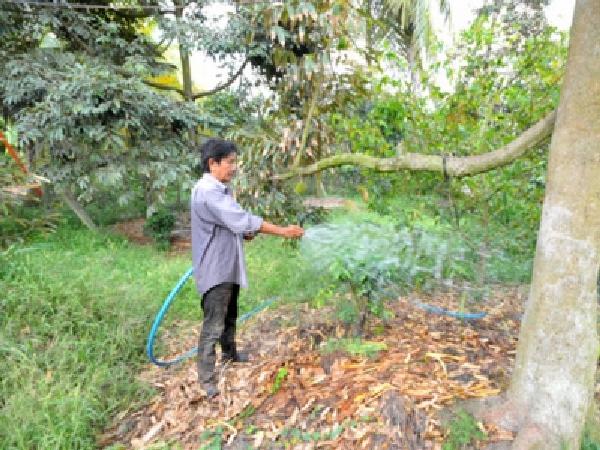 CS-Bí kíp phục hồi vườn sầu riêng sau thu hoạch