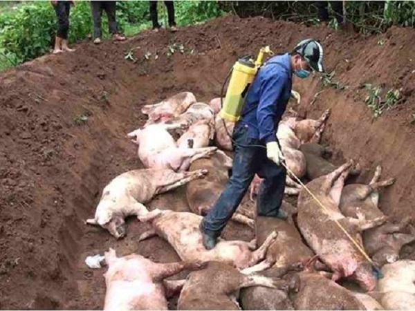 Tiêu hủy 15.000 con lợn bị dịch tả lợn châu Phi, 'kéo' giá lợn hơi giảm sâu
