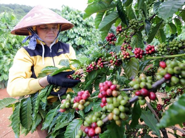 Giá cà phê đồng loạt quay đầu tăng, nông dân phân khởi vào vụ thu mới
