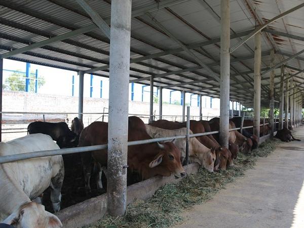 Chi tiền tỷ nuôi bò: Nông hộ 'tá hỏa' vì bò mắc bệnh