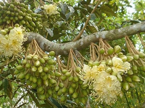 CS- Biện pháp kỹ thuật để cây sầu riêng khỏe khi ra hoa