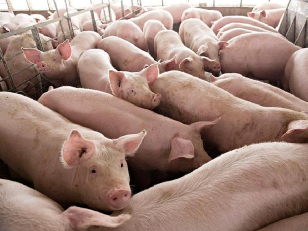 Đà giảm giá lợn hơi trong nước sẽ còn tiếp tục do lợn nhập khẩu tăng?	