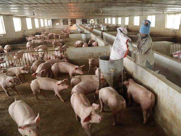 Động thái mới nhằm ổn định và tăng giá bán lợn tại chuồng