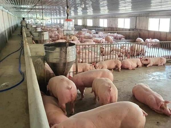 Thị trường quay trở lại chiều hướng giảm, nhiều tỉnh thành giá lợn hơi giảm 4.000 đồng/kg