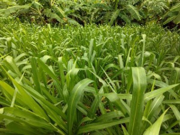 CS-Giống cỏ Tân Ghi-nê - lựa chọn tối ưu trong chế biến thức ăn chăn nuôi