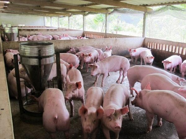 Báo động: Càng gần Tết giá lợn hơi càng giảm, trái ngược với quy luật hàng năm