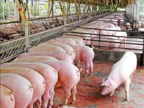 Giá lợn hơi của nước láng giềng tăng mạnh do thiếu hụt nguồn cung