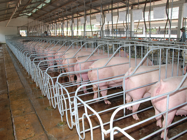 Ngắm trang trại lợn 'khủng' nuôi khép kín an toàn dịch bệnh
