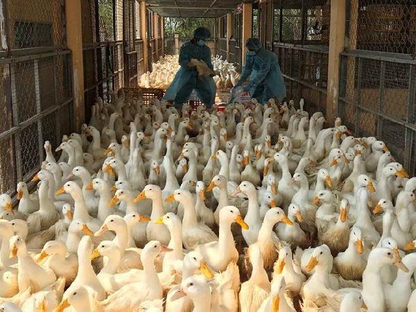 Virus gia cầm A/H5N8 bùng phát mạnh cuối năm, tiêu hủy đàn vịt hơn 8.500 con
