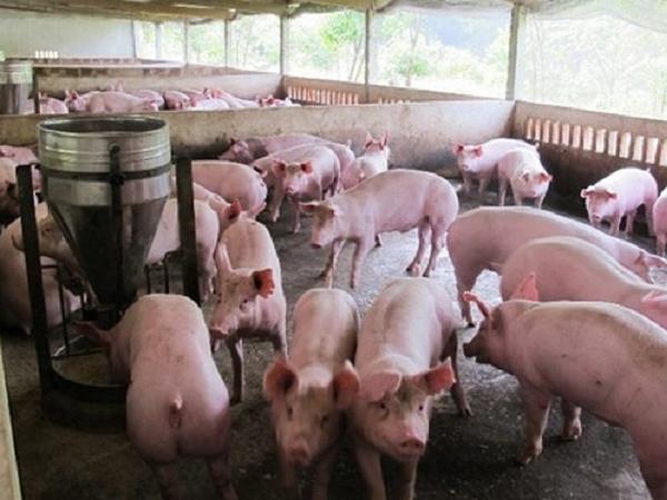 Dự báo xu hướng trong sản xuất và xuất nhập thịt lợn năm 2022