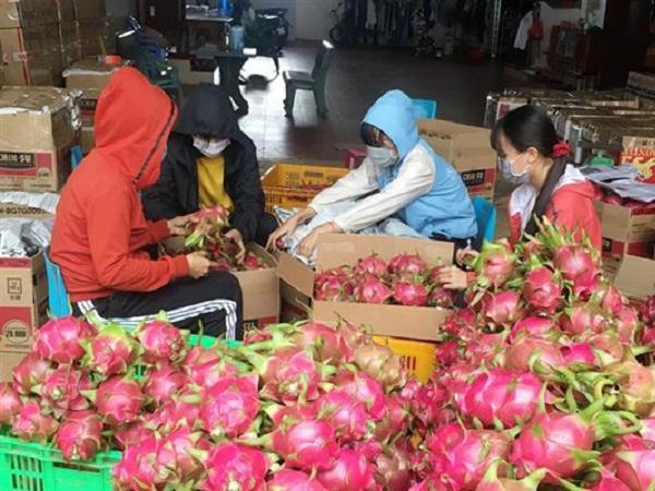 Trung Quốc tạm dừng nhập khẩu thanh long trong 4 tuần, bà con tỉnh Ninh Thuận lo lắng