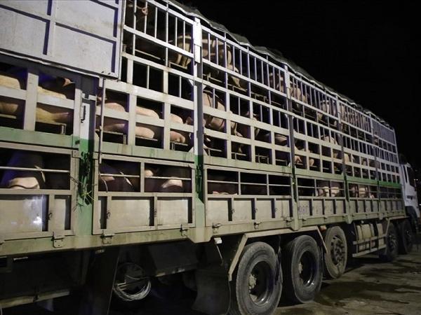 Việt Nam tăng cường xuất khẩu lợn nguyên con sang Thái Lan, Lào