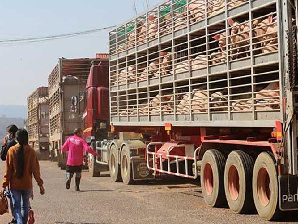 Campuchia tạm dừng nhập khẩu lợn sống từ Việt Nam, giá lợn hơi có tiếp tục tăng?
