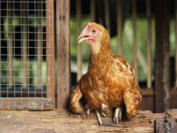 N-Kinh nghiệm hạn chế tình trạng stress nhiệt cho gà trong mùa nóng
