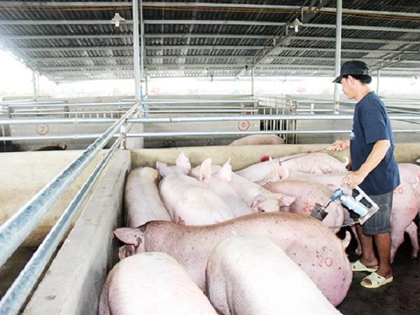 Doanh nghiệp đã chuẩn bị đầy đủ để bắt tay ngay vào sản xuất vaccine dịch tả lợn châu Phi